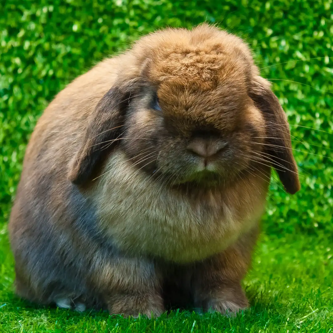 holland lop rabbit breed