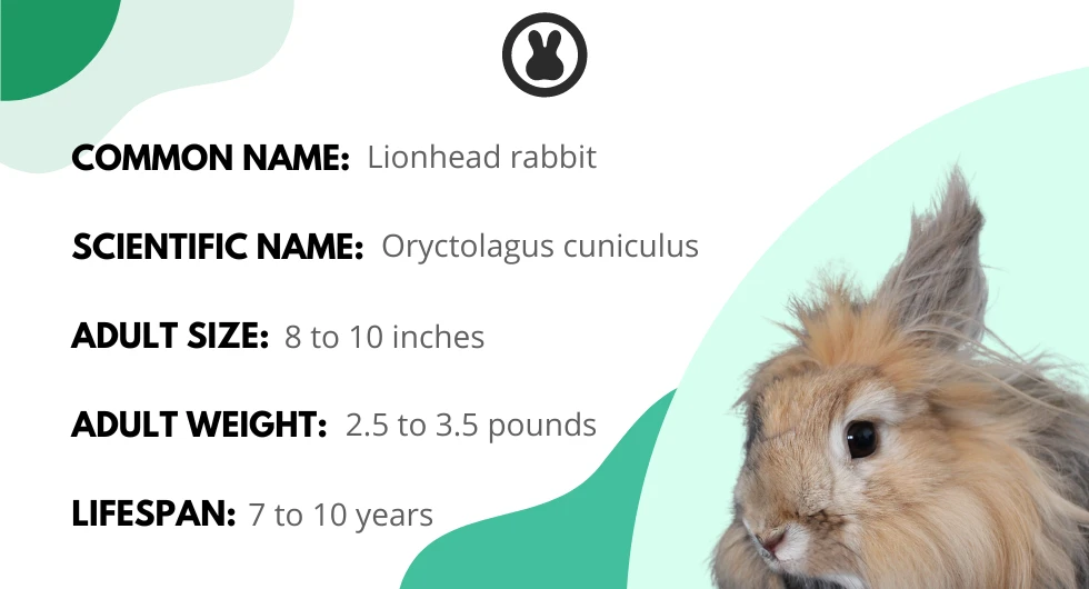 Lionhead rabbit info card