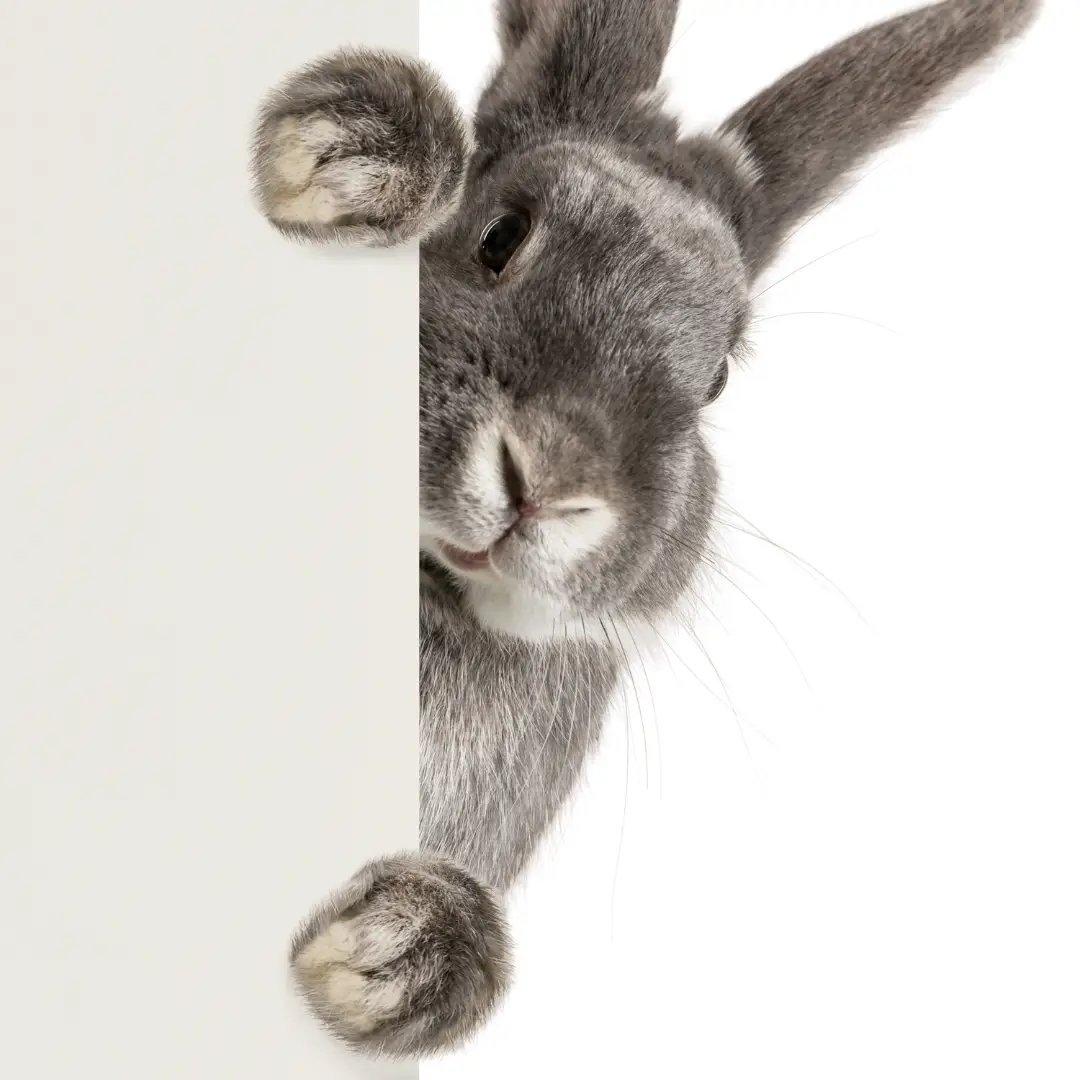 Stress in rabbits - Rabbit is stressed and hidden