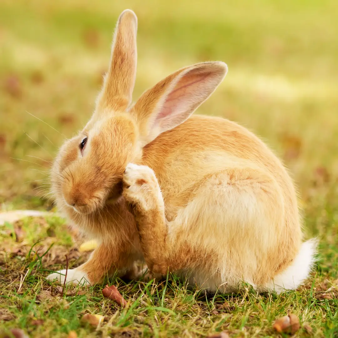 Stress in rabbits - Stressed rabbit scratching