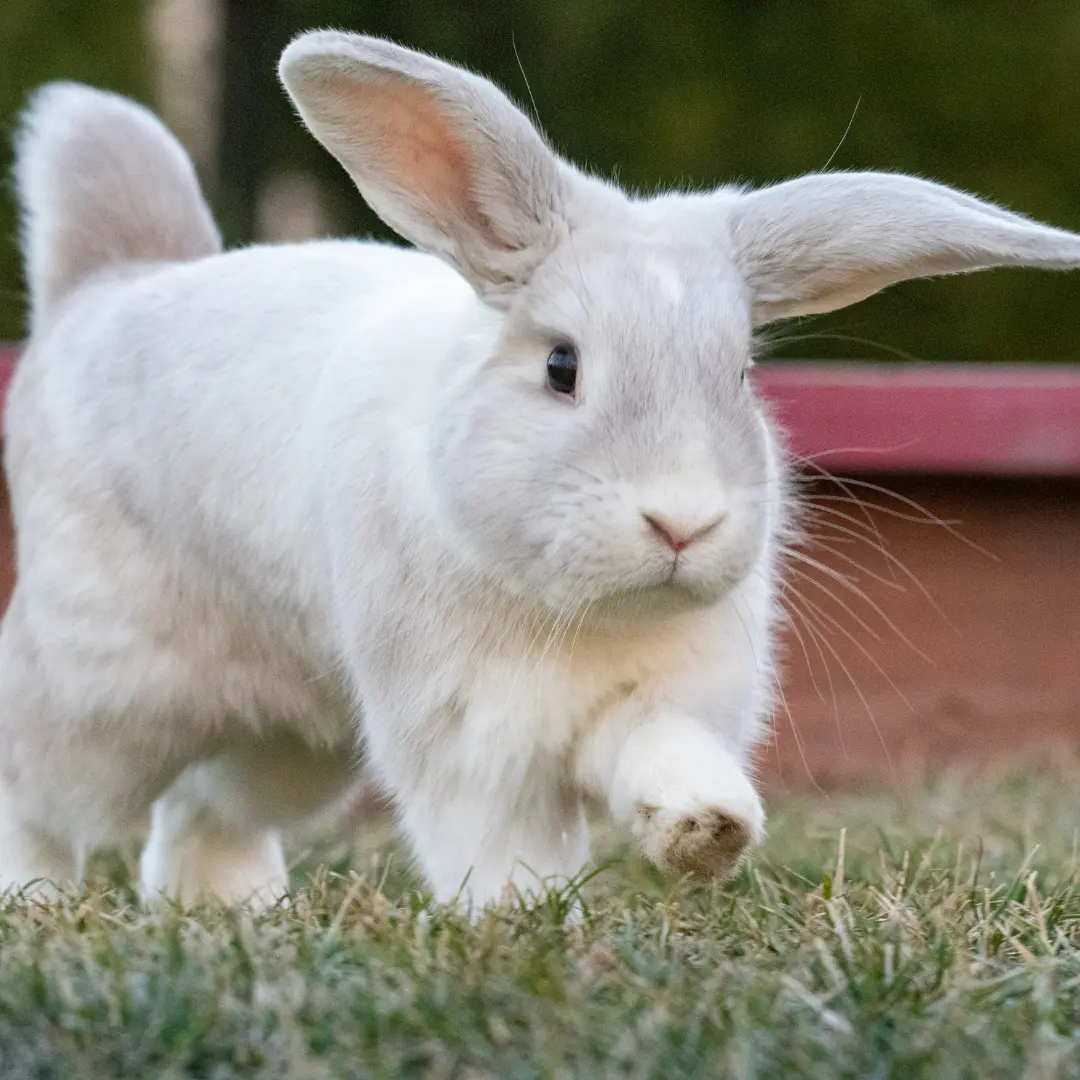 holland lop rabbit walking around the garden