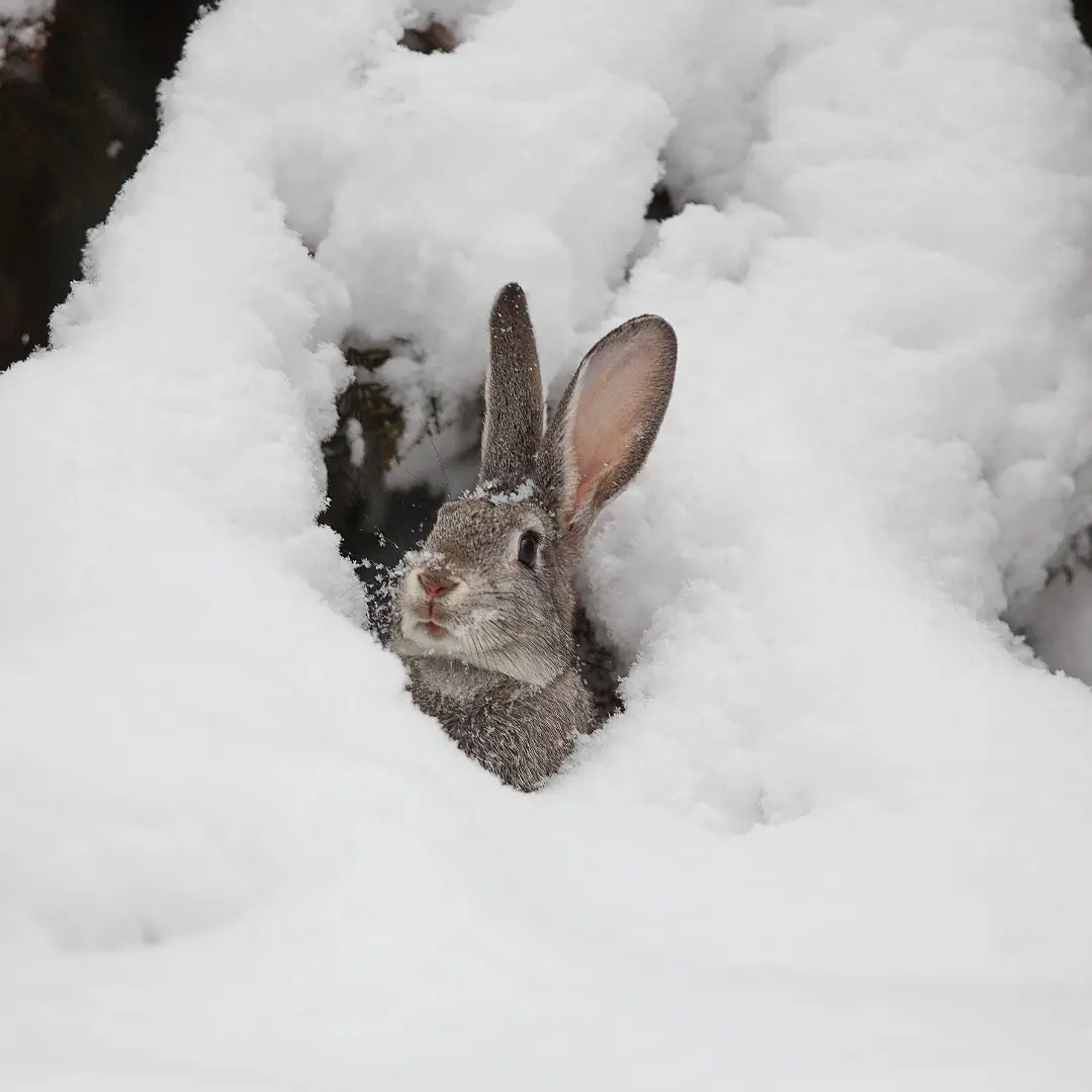 What do rabbits eat in the wild - Rabbit in winter