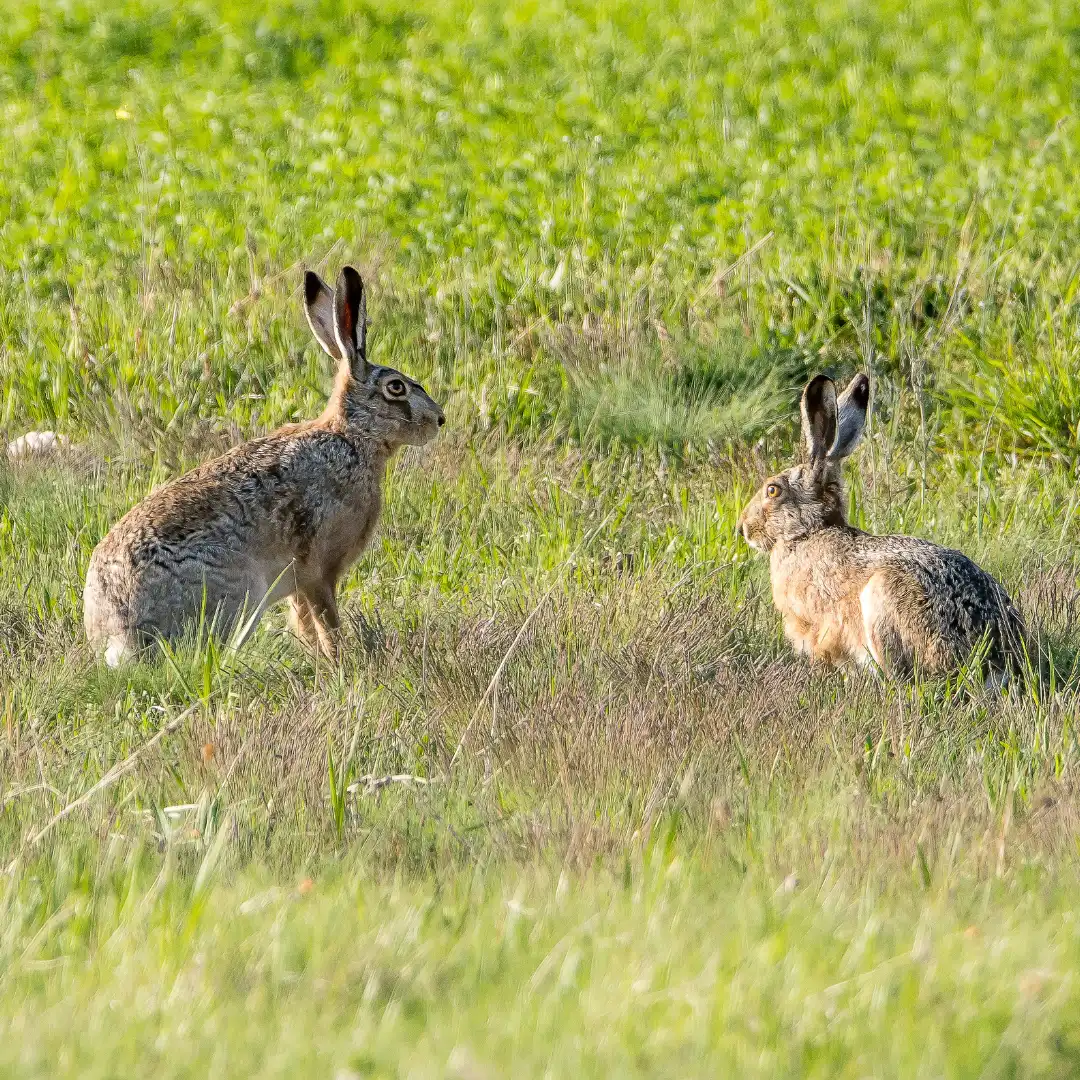 What do rabbits eat in the wild - Two rabbits in the wild